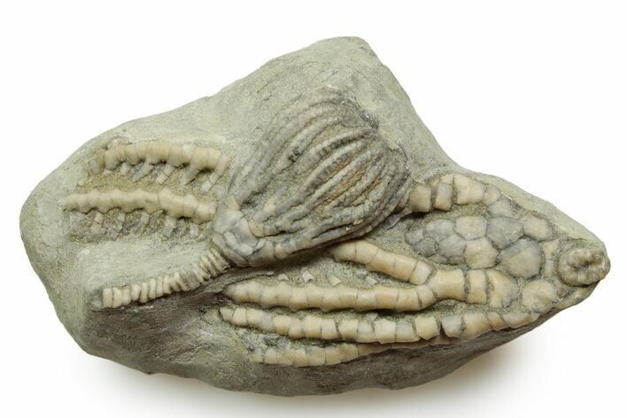 Fossil Crinoid Plate (Two Species) - Crawfordsville, Indiana #371571